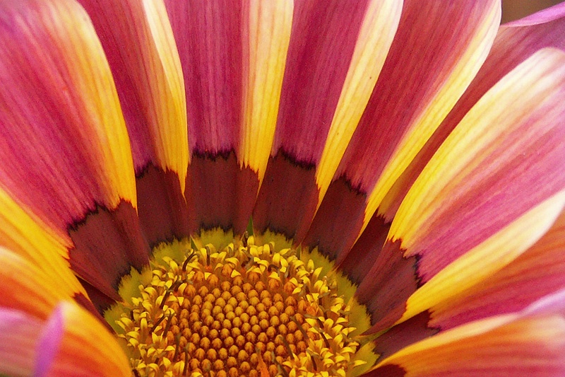 Glorius Gazania