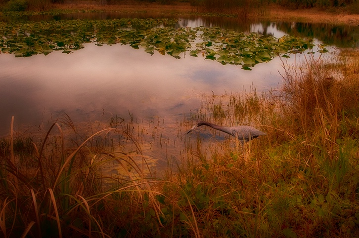 One Day at the Pond