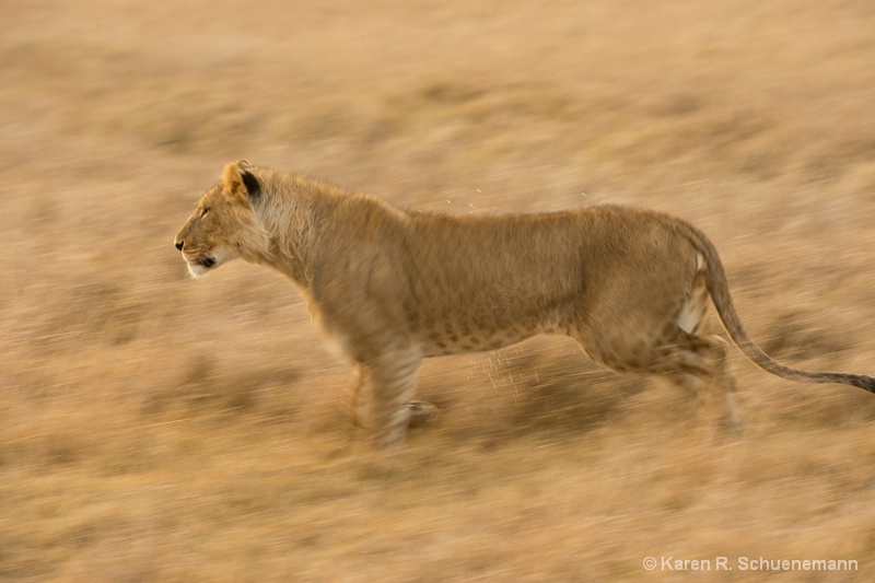 Running Lion