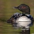 © William J. Pohley PhotoID # 14049145: jp 3420