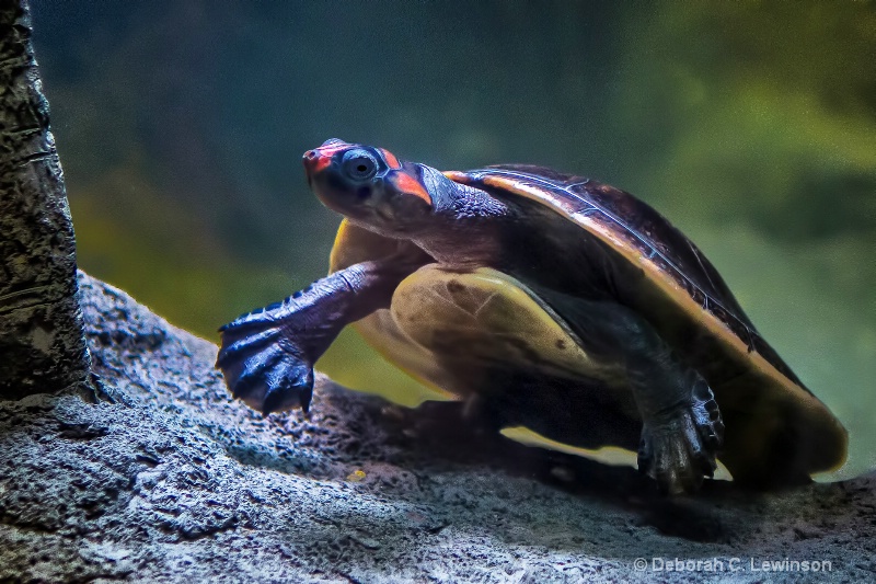 Underwater Turtle - ID: 14049431 © Deborah C. Lewinson