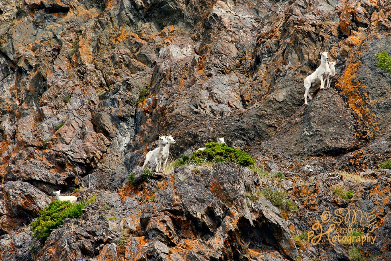 Turnagain Dall Sheep Family