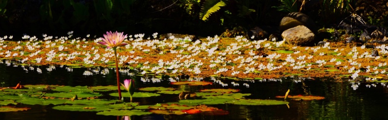 Flowers on a Pond