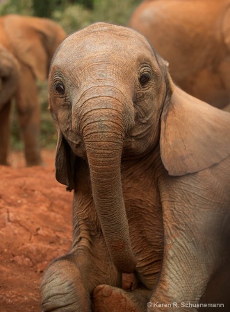 Young Elephant