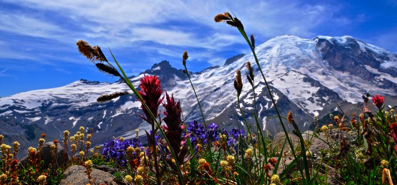 Alpine blooms