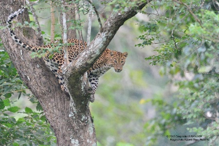 Leopard-Kabini Forest Reserve -India-3