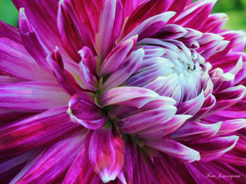 Dahlia