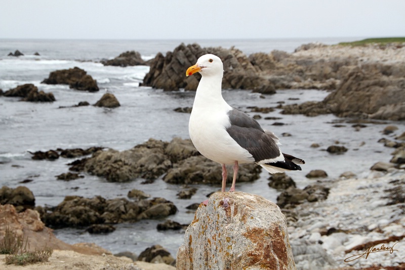 Seagull