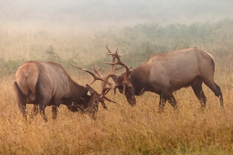 Foggy Morning Spar