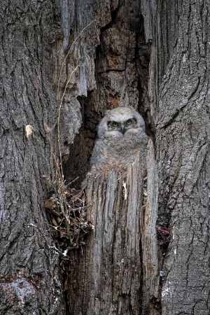 Getting Ready to Fledge