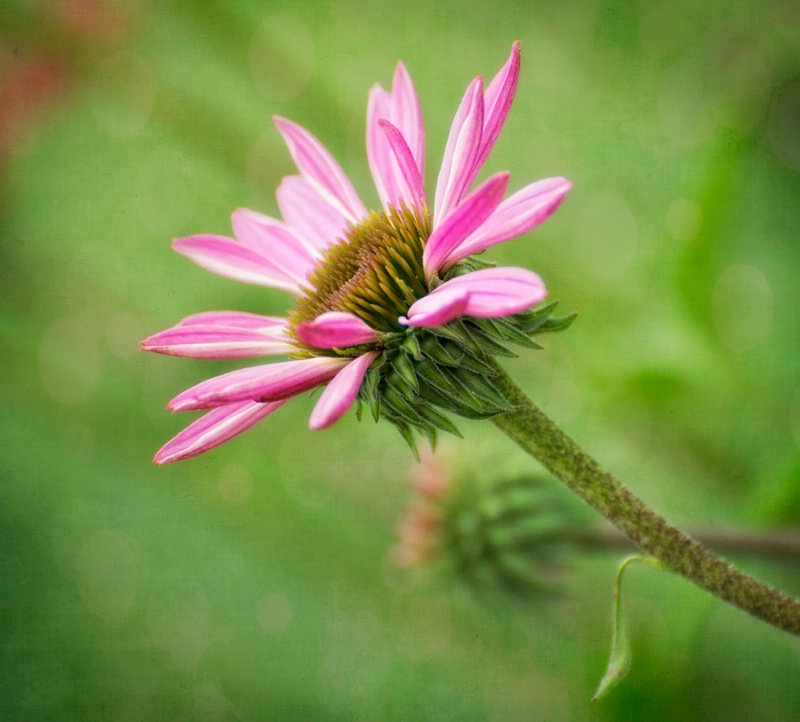 Echinacea