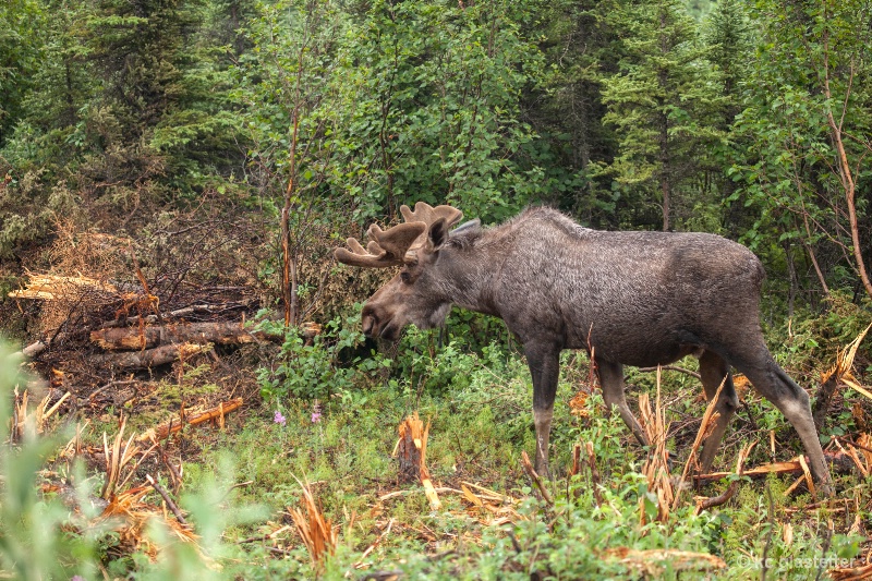 Alaska moose 5966