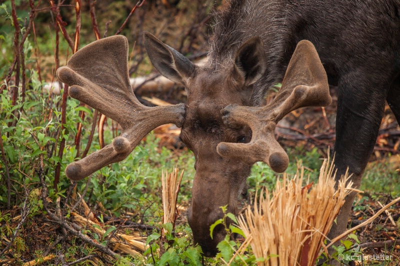 Alaska moose 5979
