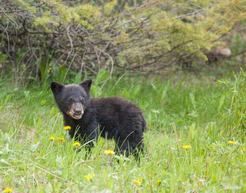 Black bear cub 2848