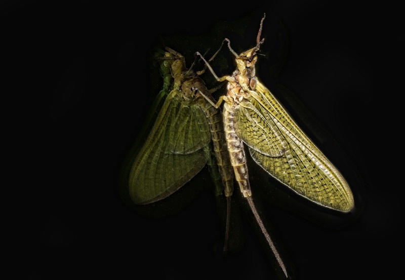 Mayfly