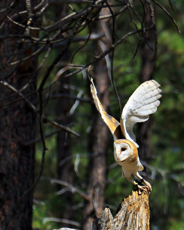 Barn Owl Taking to Flight