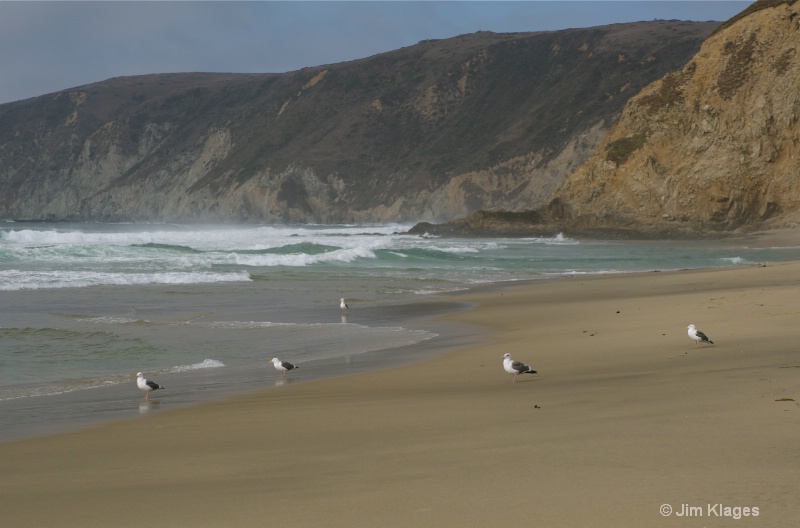 Seagulls on McClures Beach - ID: 14056853 © Jim Klages