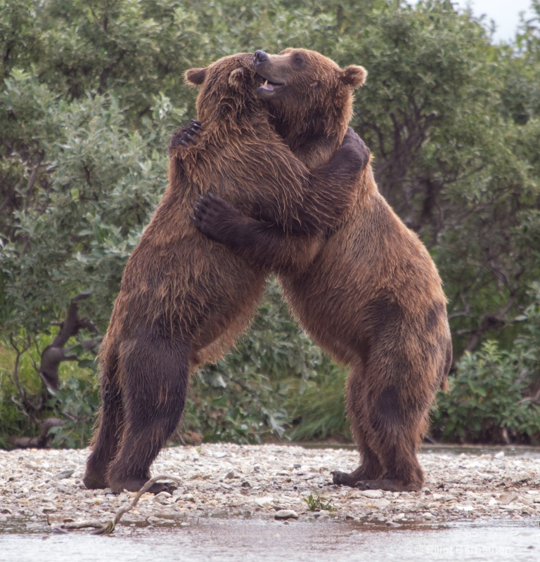 Alaskan Bear Hug - ID: 14056984 © Elliot S. Barnathan