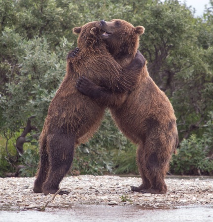 Alaskan Bear Hug