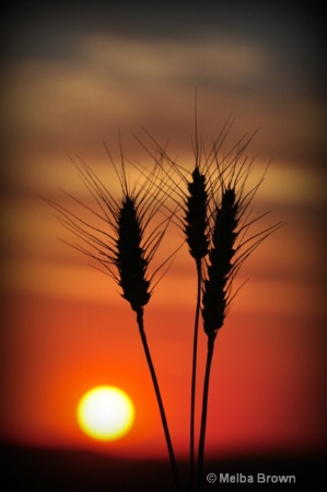 Palouse Sunset