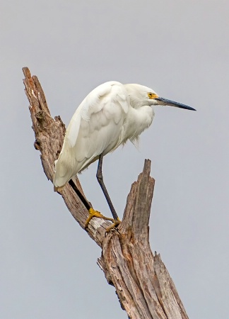 Treed Egret