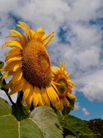 John's Sunflower.