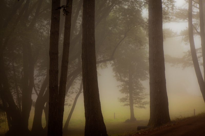 misty redwood morning
