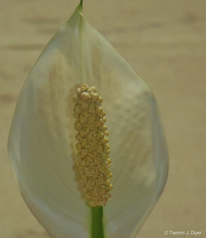 Backlit Flower