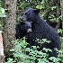 © Rick Zurbriggen PhotoID # 14059460: Black Bear and cub