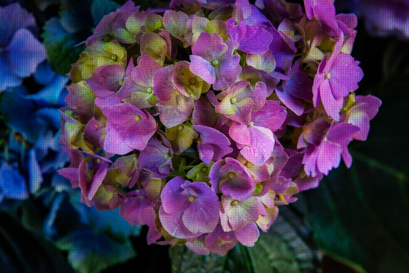 Hydrangeas