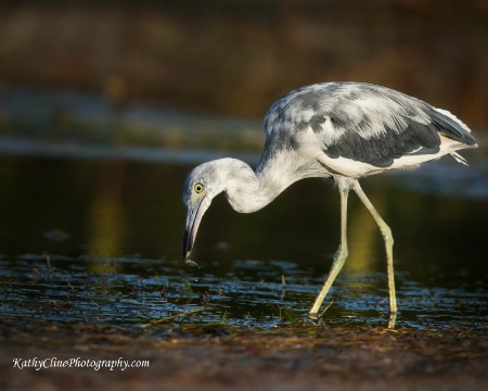 Little Immature Blue Heron