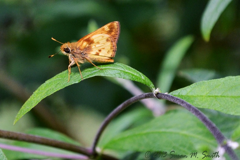 Little Skipper