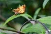 Little Skipper