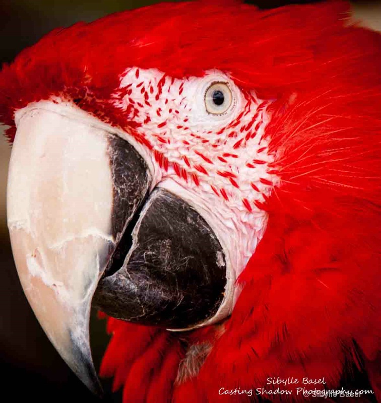 Macaw - ID: 14060161 © Sibylle Basel