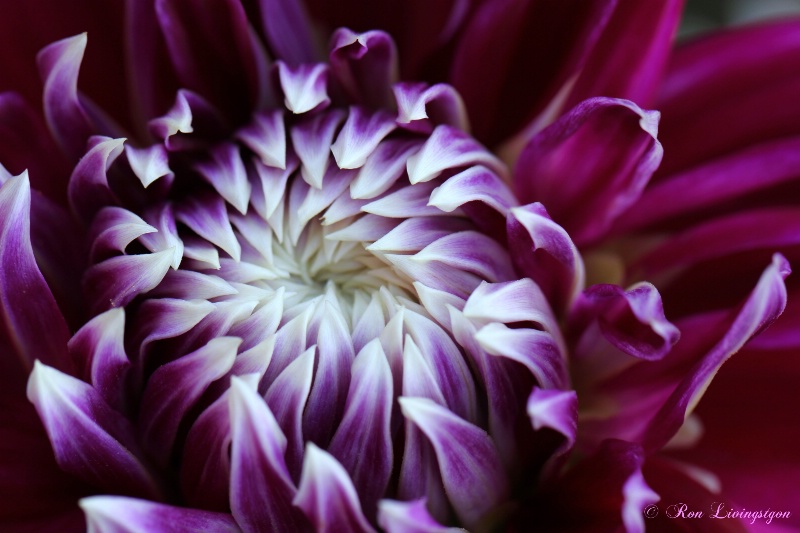 Dahlia Love