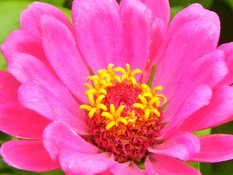 Pretty pink flower