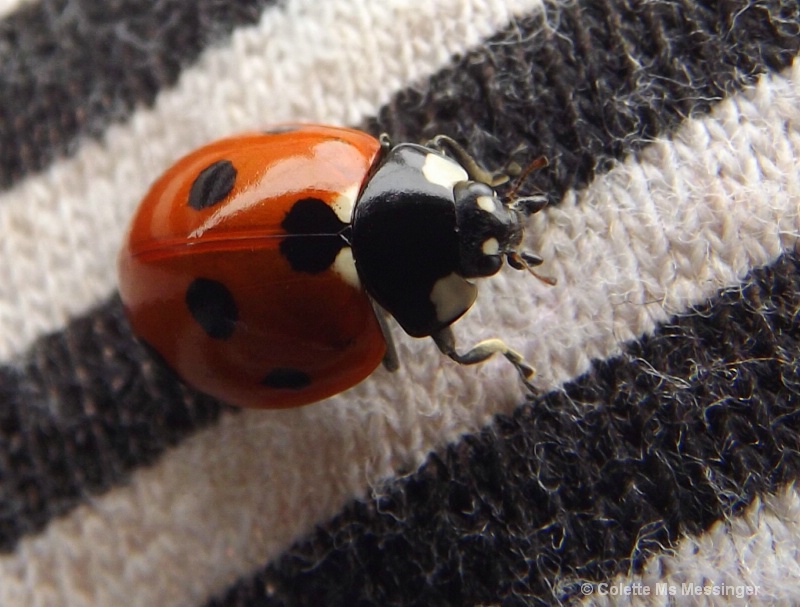 ladybird 13