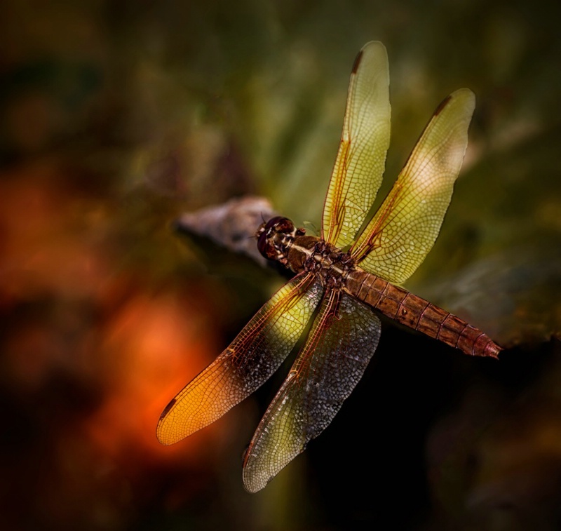 Dragonfly Green and Orange