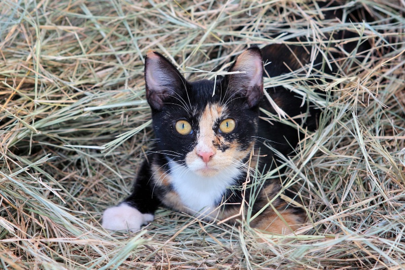 Miss Kitty in the Hay