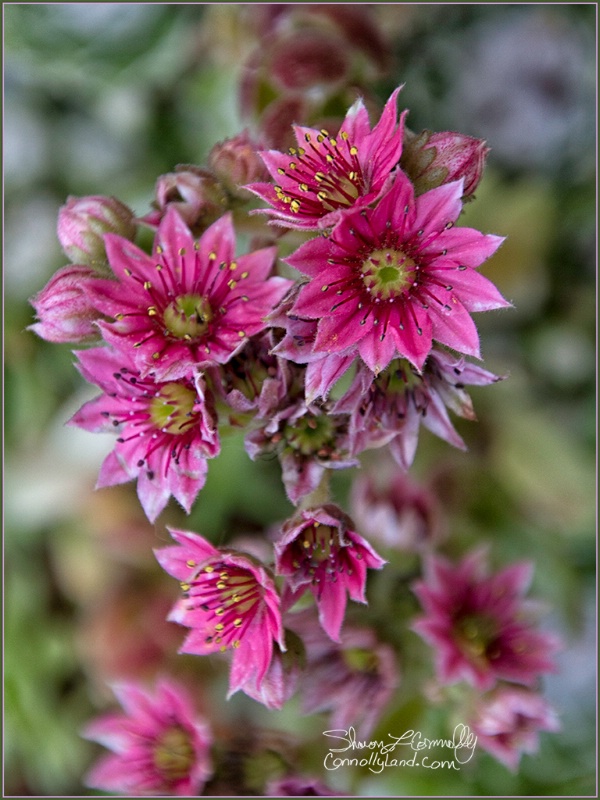 Hens or Chicks