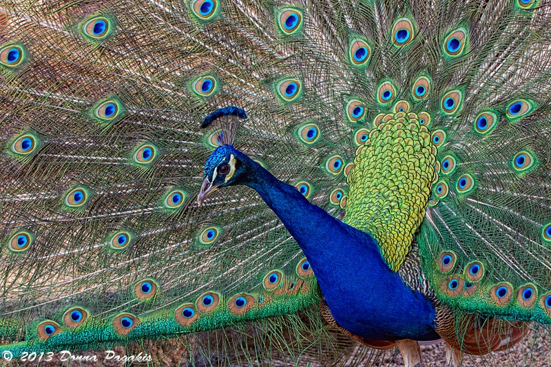Peacock Personality