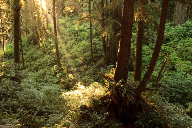 Redwood Spotlight