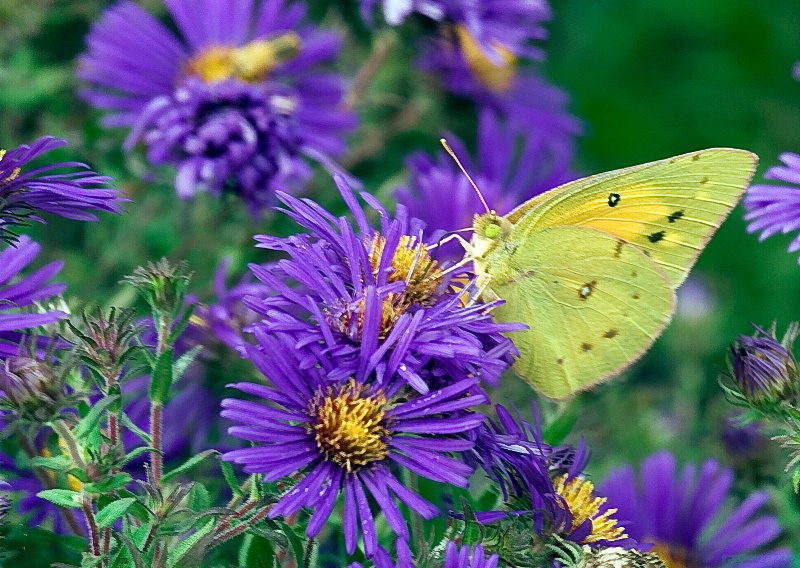 Wildflower and sulphur