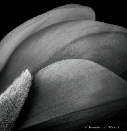 Monochrome Magnolia