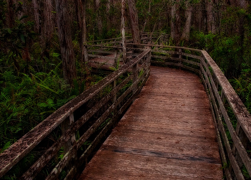 Into the Cypress Swamp