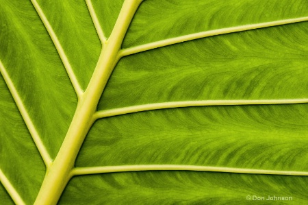 National Zoo Leaf