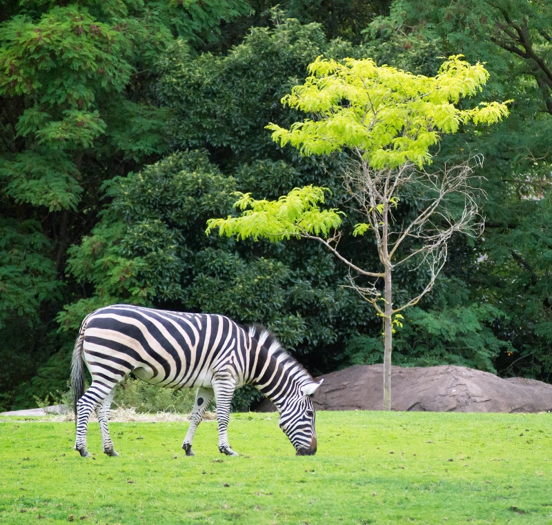Zebra and Tree