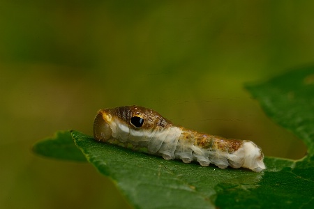 Early Instar Swallowtail (Papilio)