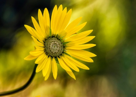 dressed in yellow