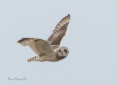 Short-eared Owl